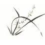 peinture chinoise